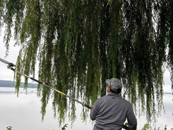 man trimming the trees